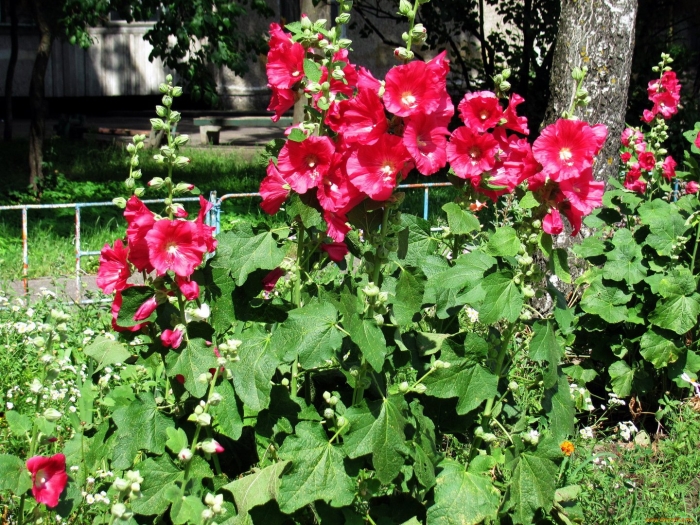 Мальва кустовая многолетняя