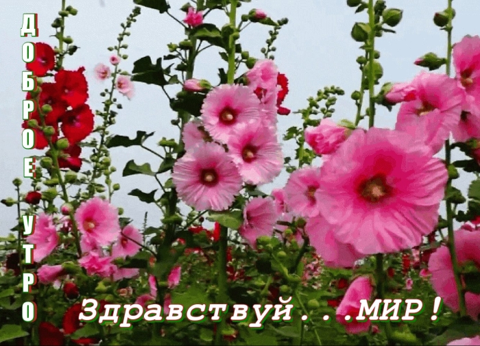 Мальва кустовая