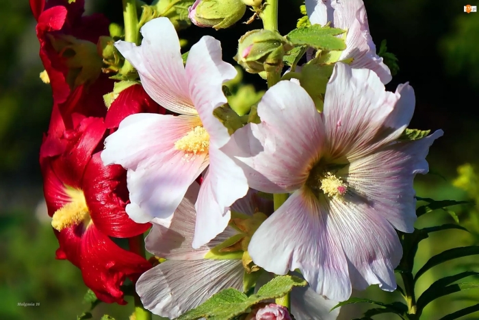 Мальва шток роза йеллоу