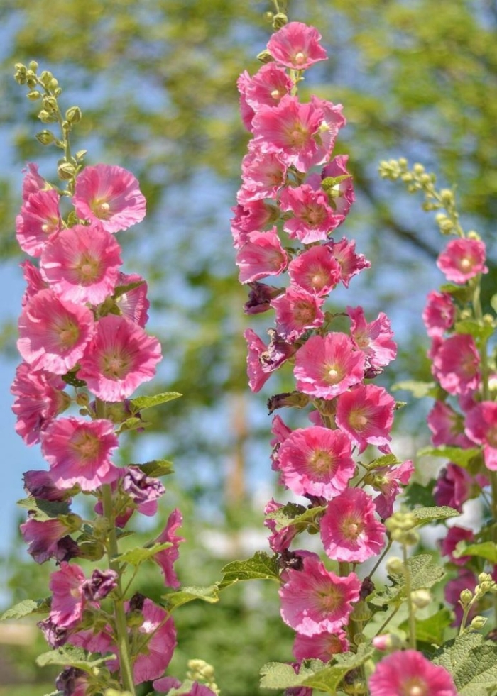 Мальва цветок многолетний