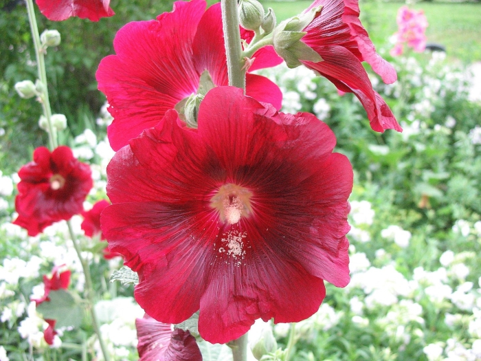 Мальва цветок