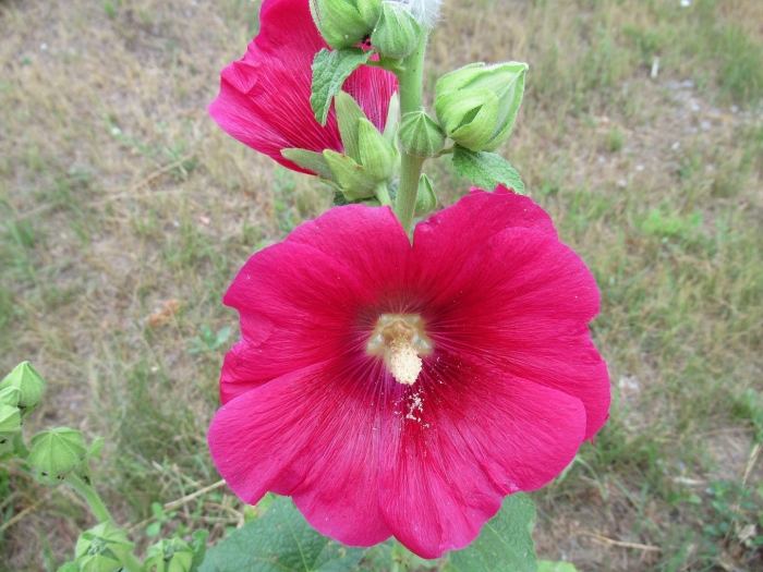 Растение мальва