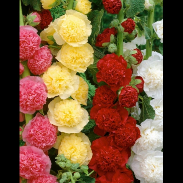 Мальва багамы смесь