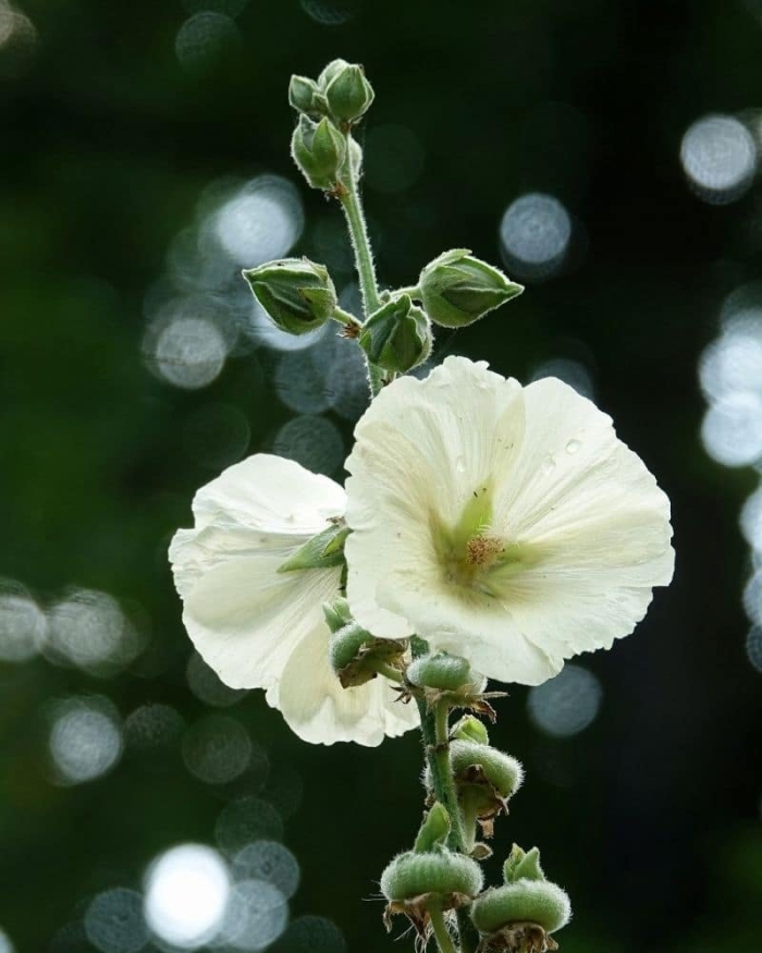 Alcea rosea