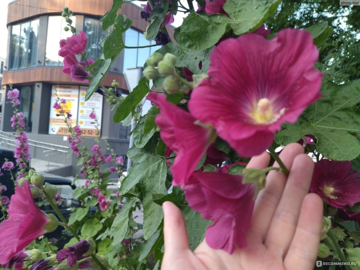 Мальва садовая