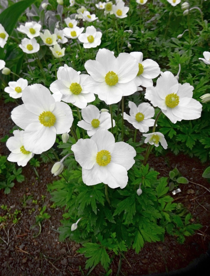 Анемона лесная anemone sylvestris