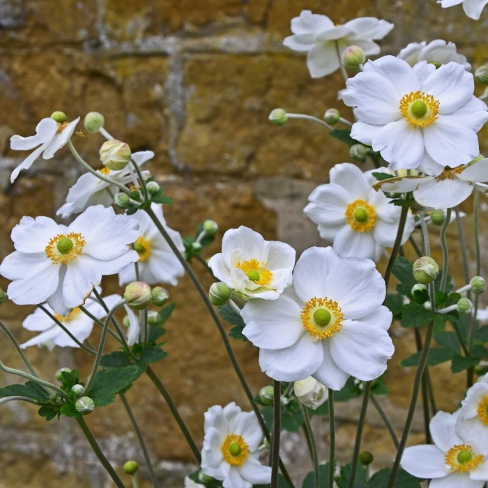 Анемона японская honorine jobert