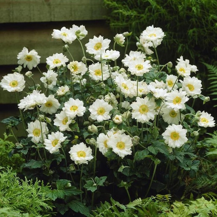 Анемона верлвинд