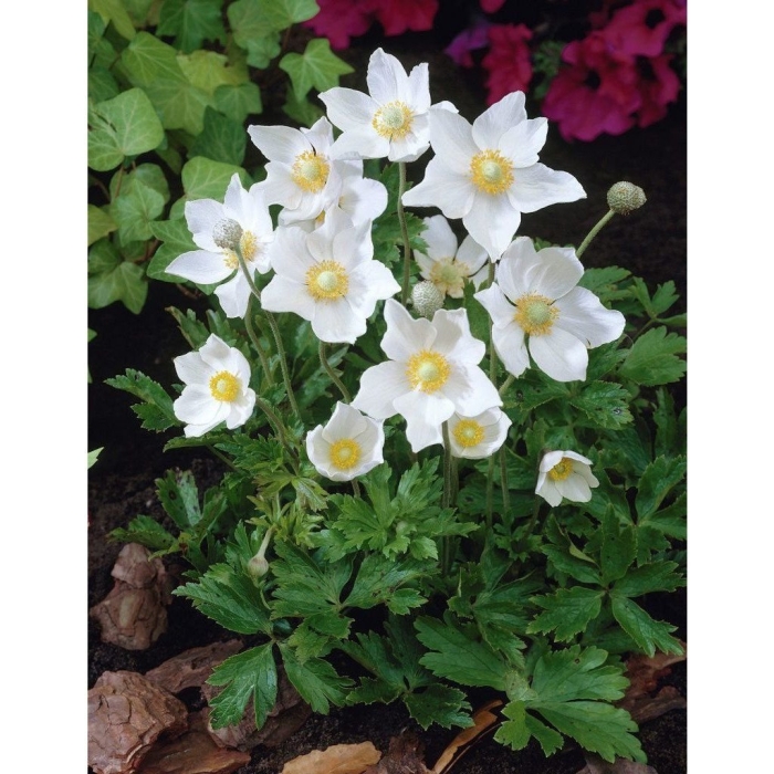 Садовая анемона (ветреница)