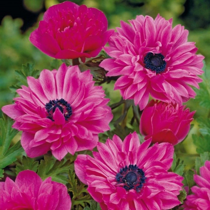 Анемона адмирал