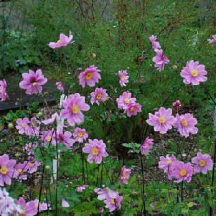 Анемона японская памина