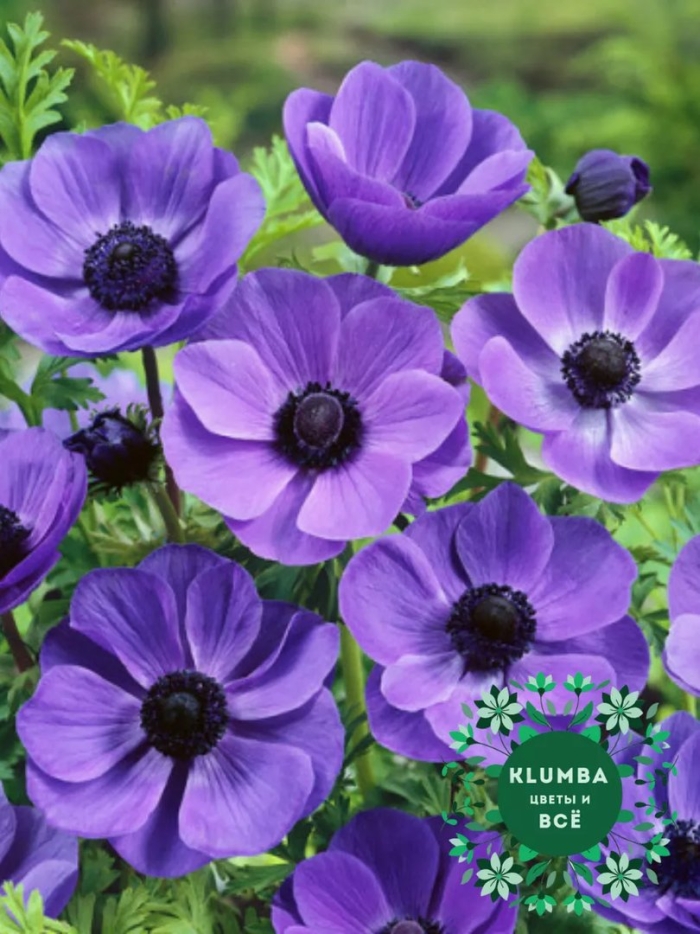 Анемона мистер фоккер