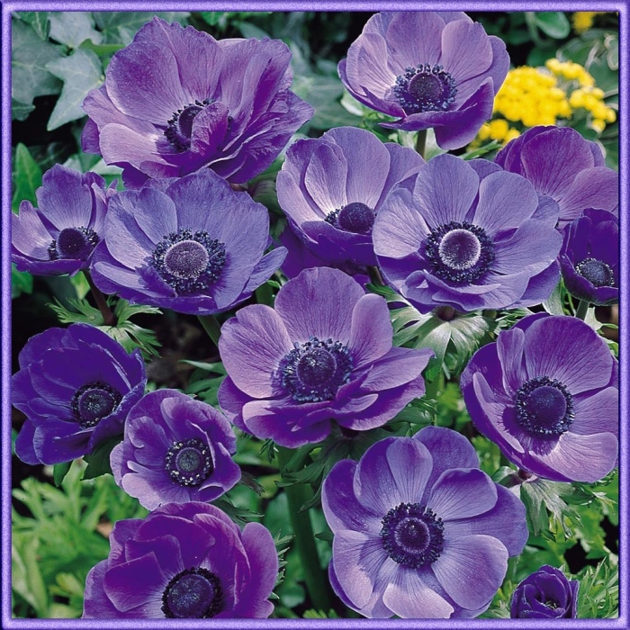 Анемона mr fokker