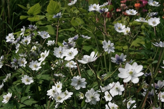 Анемона левелли (anemone leveillei)