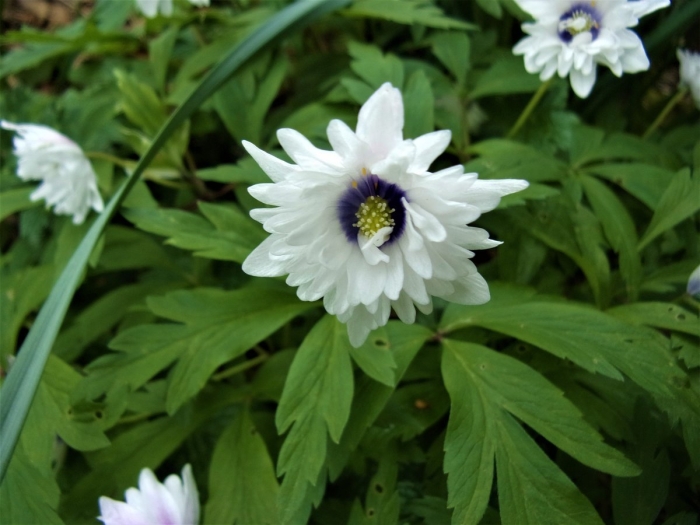 Анемона монте роуз