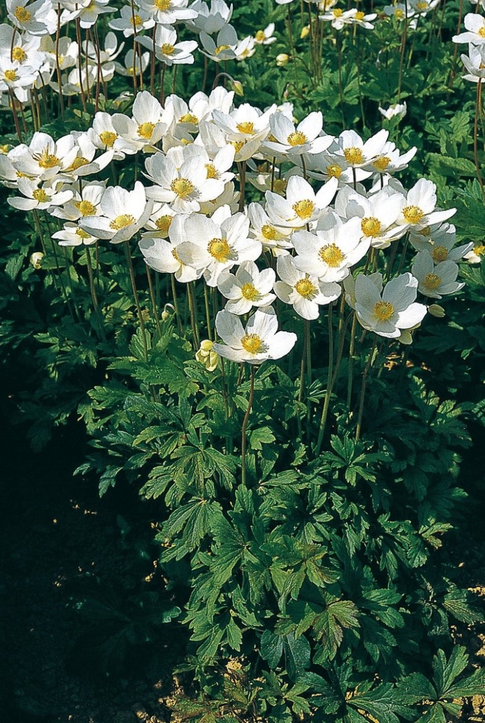 Анемона лесная ветреница