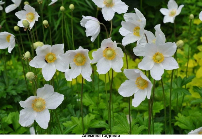 Ветреница анемона лесная