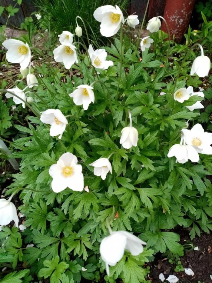 Анемона лесная anemone sylvestris