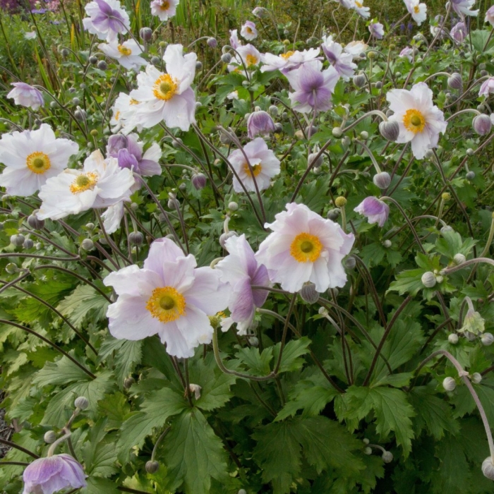 Анемона велвинд