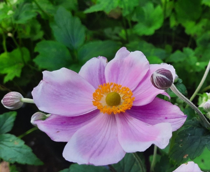 Анемона ветреница японская