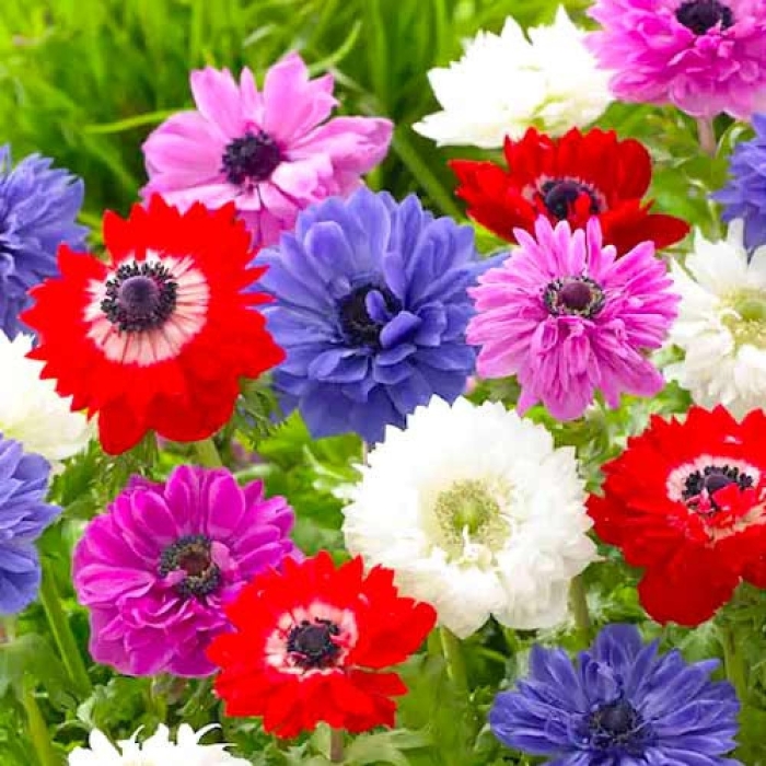 Анемона корончатая сент бриджит