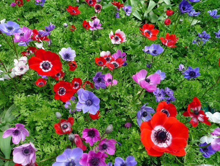 Анемона де каен смесь