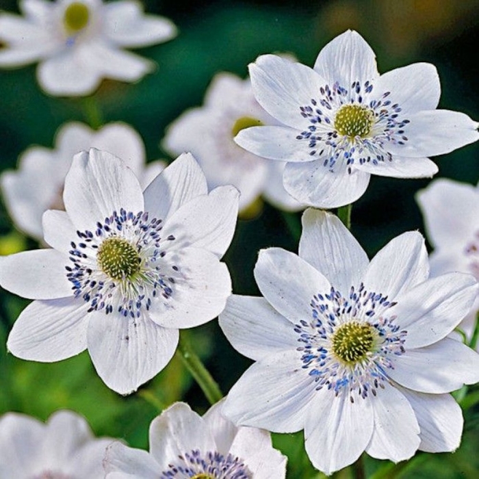 Анемона левилля