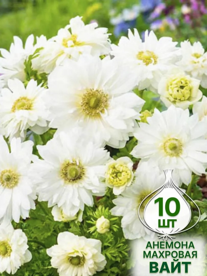 Анемона маунт эверест