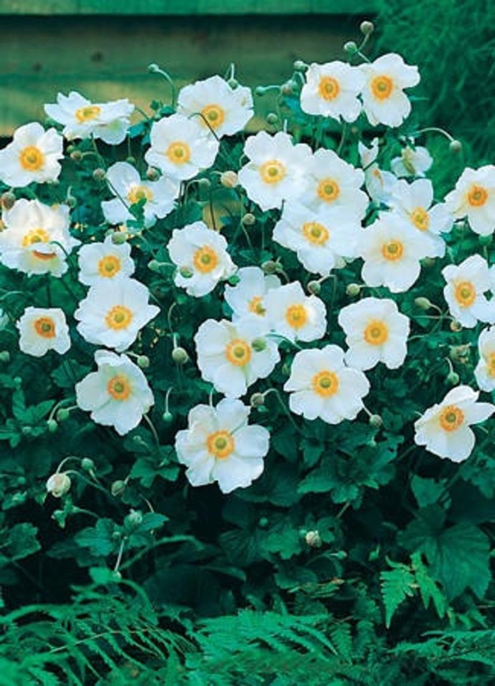 Анемона японская honorine jobert