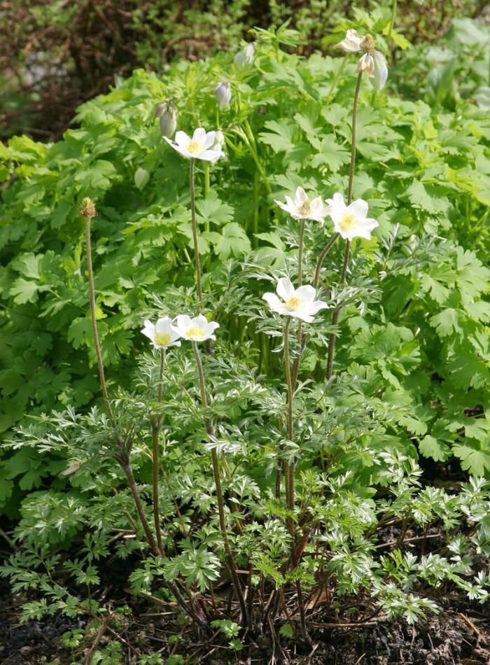Ветреница лесная anemone sylvestris