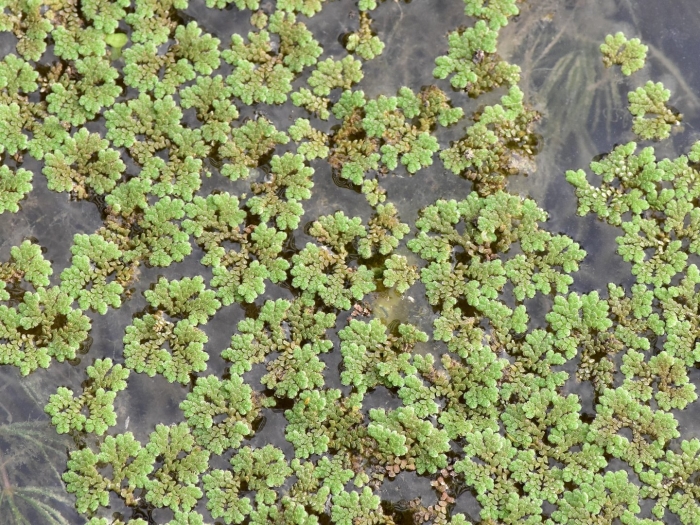 Azolla filiculoides