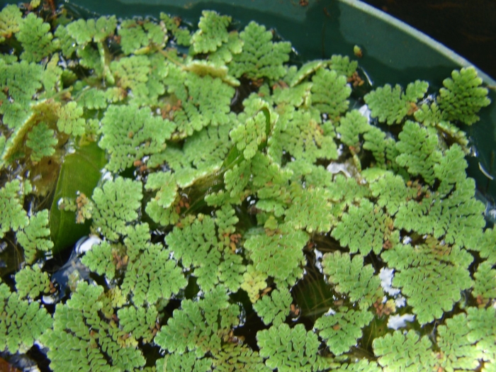 Растение папоротник