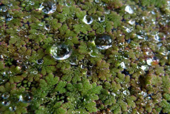 Водное растение