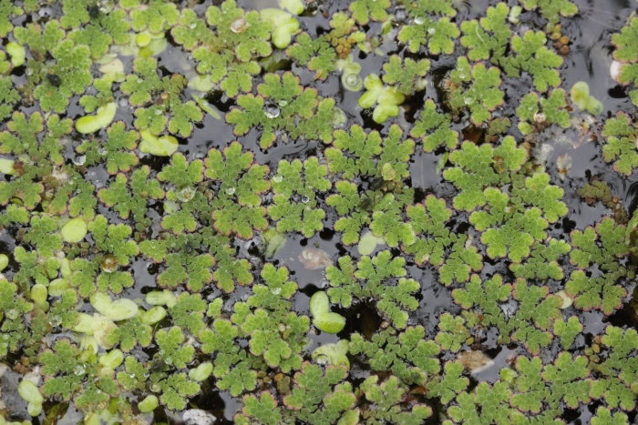 Azolla filiculoides