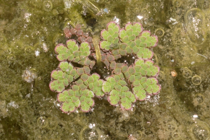 Azolla filiculoides