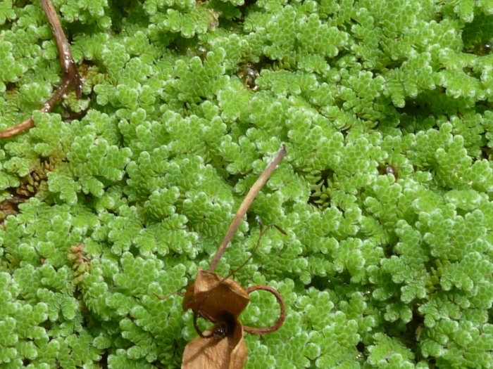 Azolla caroliniana
