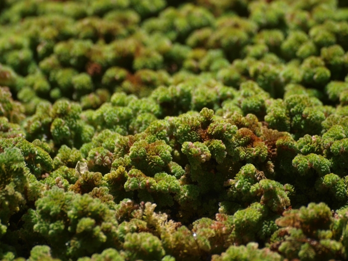 Азолла каролинская