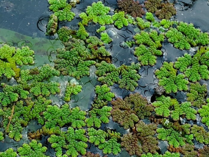 Ряска растение