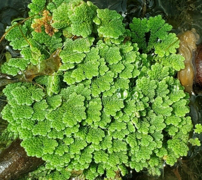 Водный папоротник азолла