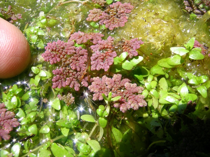 Azolla filiculoides
