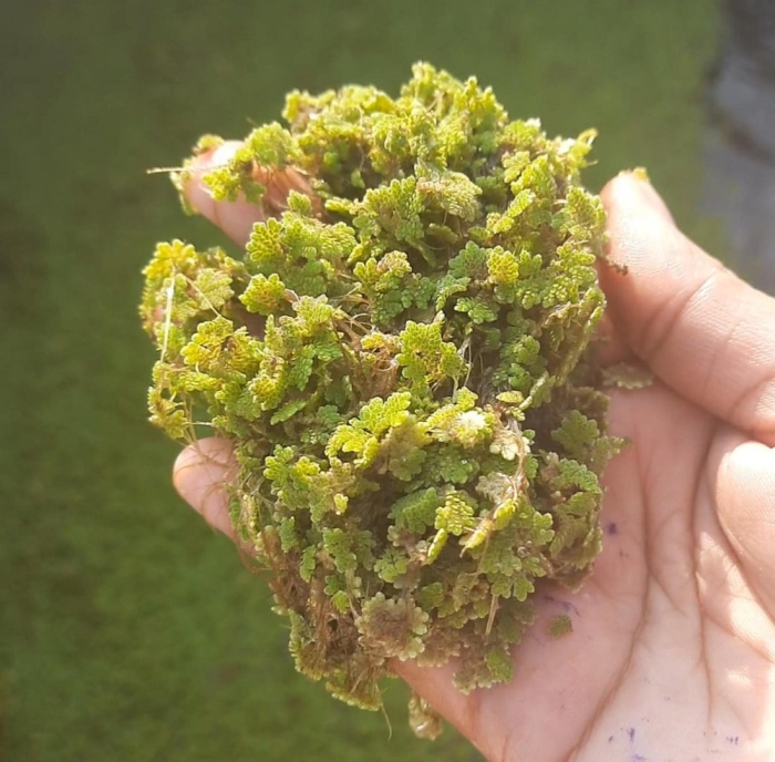 Папоротник азолла