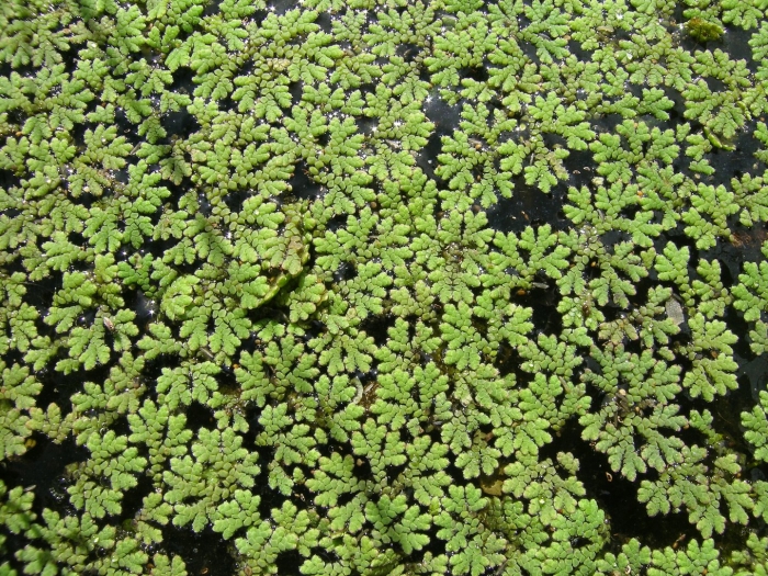 Azolla pinnata