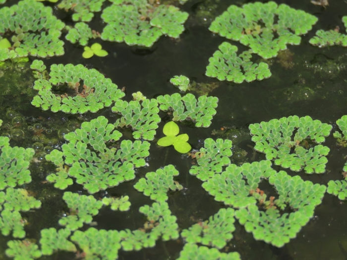 Папоротник азолла