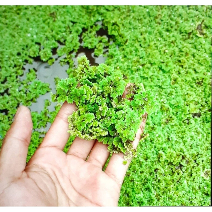 Папоротник азолла