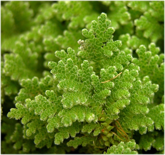 Азолла каролинская