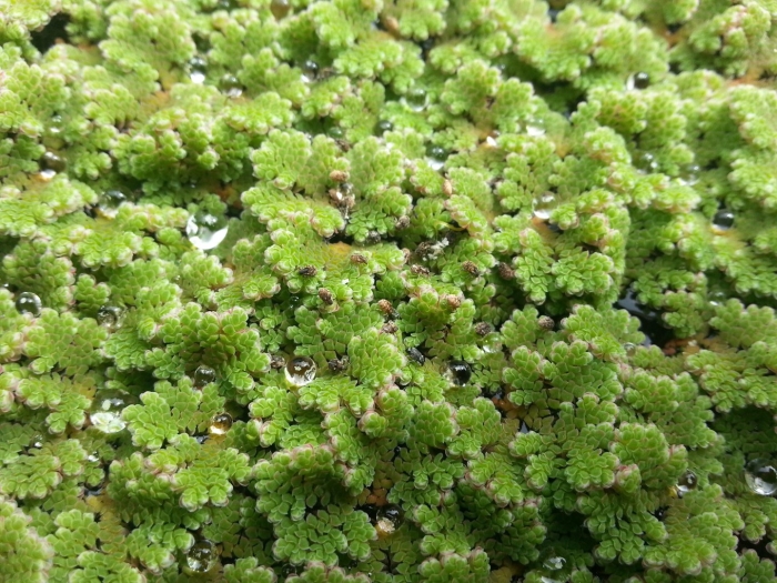 Azolla caroliniana
