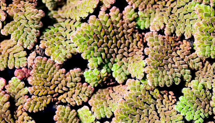 Водный папоротник азолла