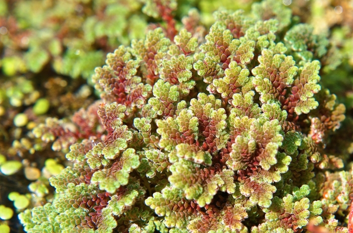 Азолла каролинская