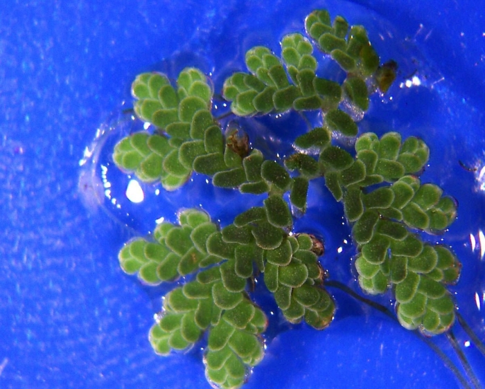 Азолла каролинская