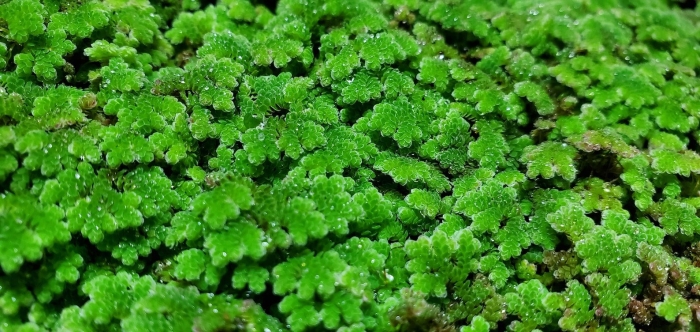 Azolla filiculoides